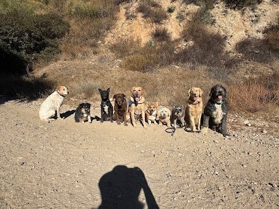 Dog day care in Sammamish Washington Pet Care by Tiger 1