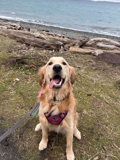 Dog day care in Seattle Washington Camp Crockett Dog Day Camp 1