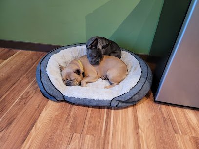 Dog day care in Seattle Washington Camp Crockett Little Campers 1