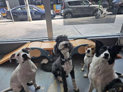 Dog day care in Seattle Washington Club Dogfish 1