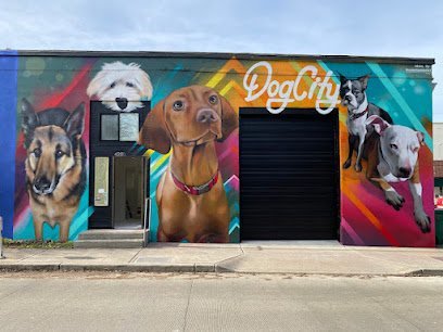 Dog day care in Seattle Washington Dogcity Daycare Grooming 1