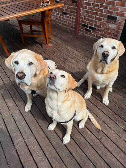 Dog day care in Seattle Washington Doglover Dogwalk 1