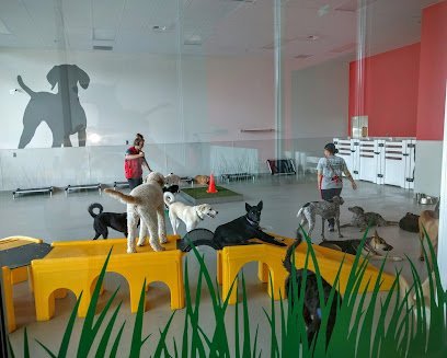 Dog day care in Seattle Washington Downtown Dog Lounge 1
