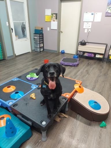 Dog day care in Seattle Washington Great Dog Daycare Training 1