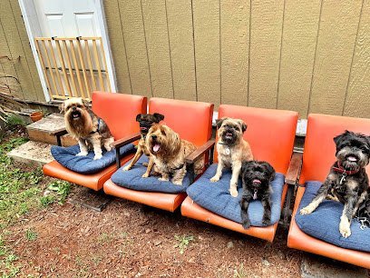 Dog day care in Seattle Washington Jake N Friends Small Dog Daycare Off Leash Adventures 1