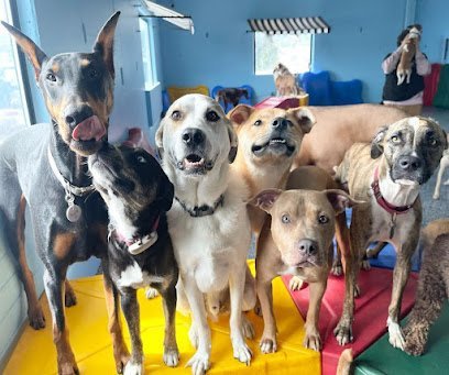 Dog day care in Seattle Washington Lazy Dog Crazy Dog Ballard 1