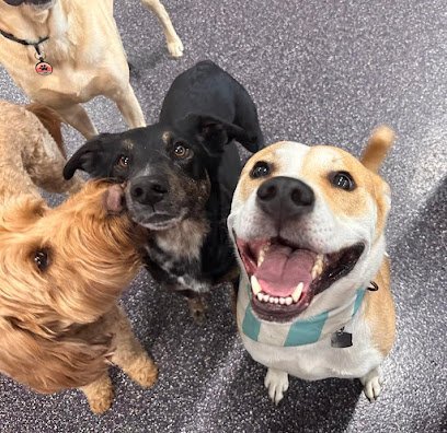 Dog day care in Seattle Washington Lazy Dog Crazy Dog West Seattle 1