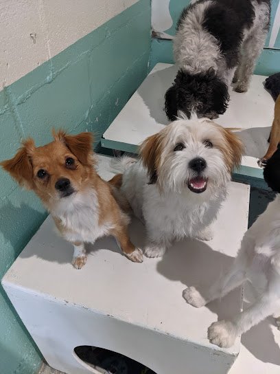 Dog day care in Seattle Washington Little Dog Garden 1