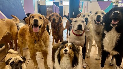 Dog day care in Seattle Washington Luna s Landing Ballard 1