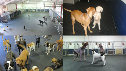 Dog day care in Seattle Washington Metro Dog 1