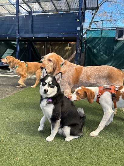 Dog day care in Seattle Washington Pups A Daisy 1