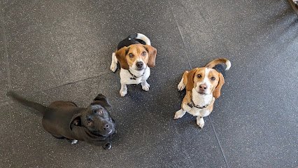 Dog day care in Seattle Washington Scooter s Pet Care 1