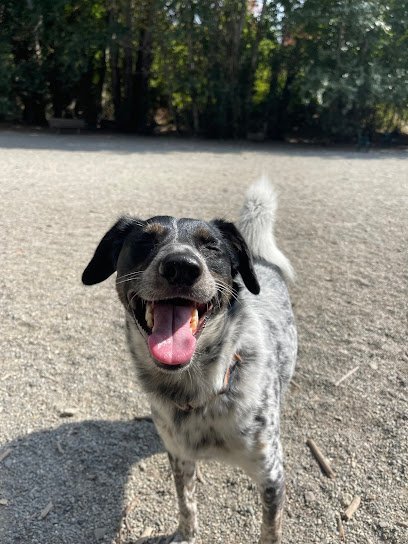 Dog day care in Seattle Washington Seattle Canine Club 1