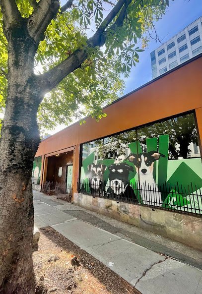 Dog day care in Seattle Washington Seattle Canine Club South Lake Union 1