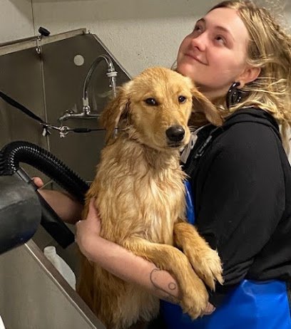 Dog day care in Seattle Washington Seattle Dog Boarding 1