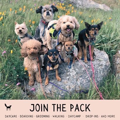 Dog day care in Seattle Washington Wild Pack Pet Care and Wellness 1