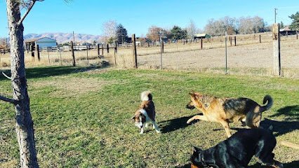 Dog day care in Selah Washington Black Hound Ranch LLC 1