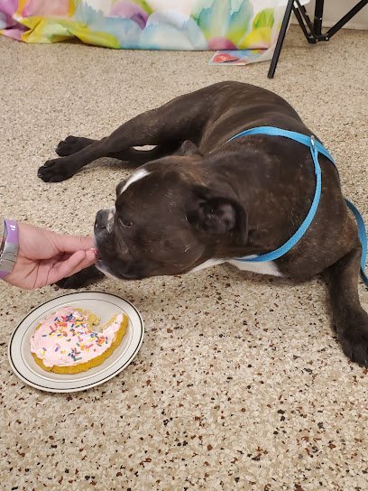 Dog day care in Shawano Wisconsin Complete Canine Care Center 1