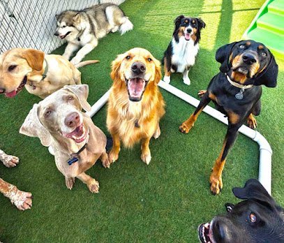 Dog day care in Sheboygan Wisconsin Central Bark Sheboygan 1