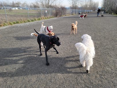 Dog day care in Shoreline Washington Seattle Walk Stars 1