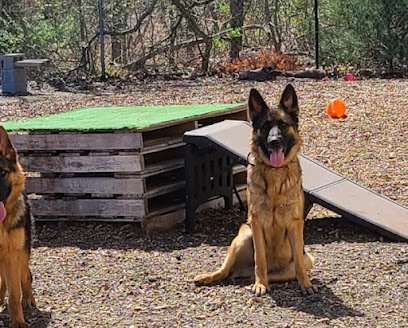 Dog day care in Smithfield Rhode Island Urban Tails 1