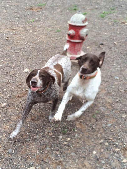 Dog day care in Solon Springs Wisconsin Countryside Boarding Kennels 1