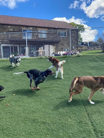 Dog day care in South Park Township Pennsylvania Paws In The Park 1