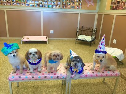 Dog day care in South Salt Lake Utah The Puppy Lounge For Little Dogs 1