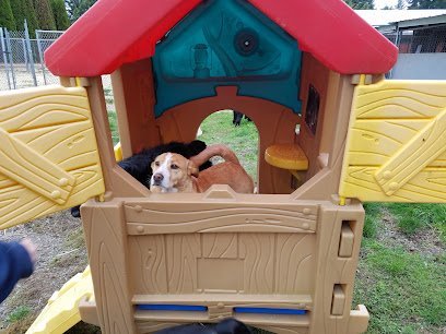 Dog day care in Spanaway Washington Shaggy Shack Pet Resort Spa 1