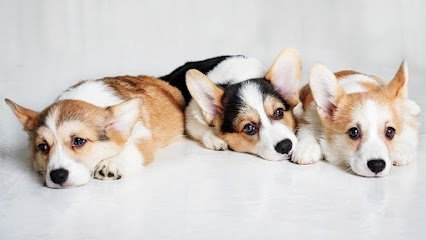 Dog day care in Spartanburg South Carolina Best in Show Canine Company 1