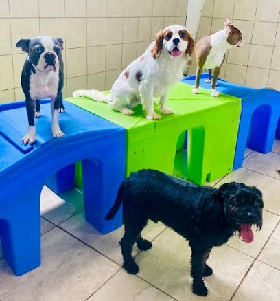 Dog day care in Spartanburg South Carolina Hounds Town Spartanburg 1