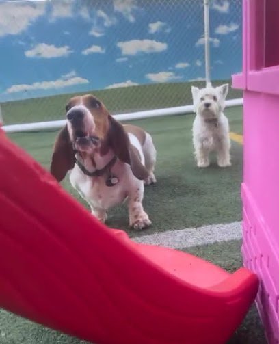 Dog day care in Spokane Valley Washington Doggyland Daycare Boarding 1