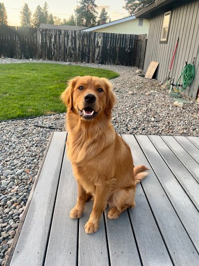Dog day care in Spokane Washington Bark Park Doggy Daycare Grooming 1