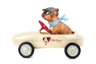 Dog day care in Springfield Virginia Olde Towne Pet Resort 1