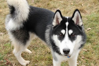 Dog day care in Springville Utah Bakers Acres K9 Academy 1