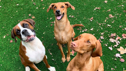 Dog day care in St. George Utah Animal Tender Pet Resort 1