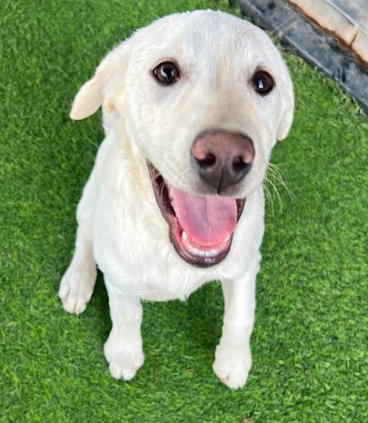 Dog day care in St. George Utah Dogtown Pet Spa St. George 1