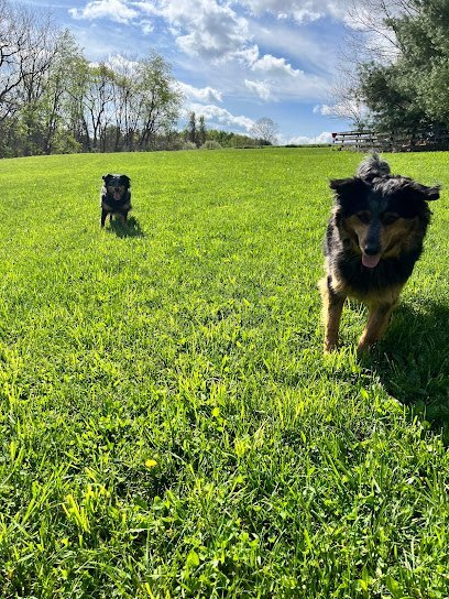 Dog day care in Staunton Virginia Jasmine s on Frog Pond 1