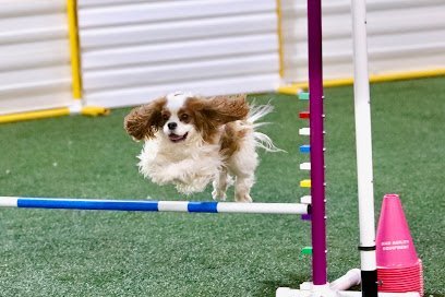 Dog day care in Sterling Virginia The Animals House 1