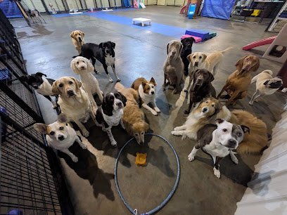 Dog day care in Stevens Point Wisconsin Daycare Unleashed INC 1