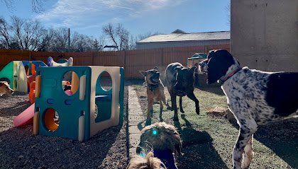 Dog day care in Stoughton Wisconsin Pups Unleashed 1