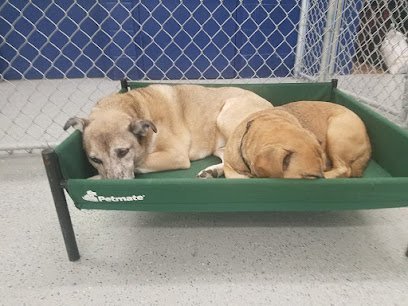 Dog day care in Sturtevant Wisconsin The Woof On Durand Dog Daycare Boarding 1