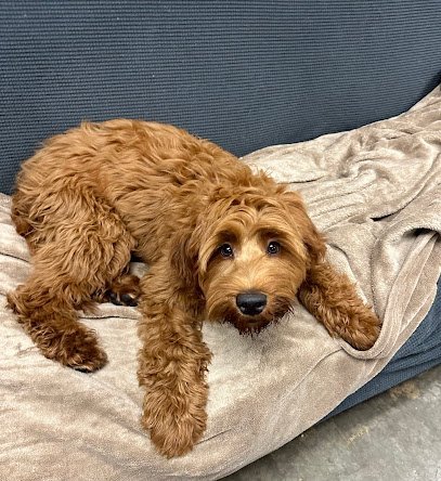 Dog day care in Sussex Wisconsin The Dog Sanctuary WI Daycare Spa 1