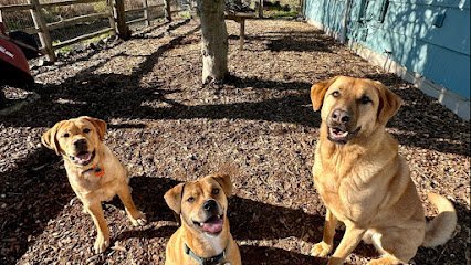 Dog day care in Tacoma Washington Birdies House Dog Daycare 1