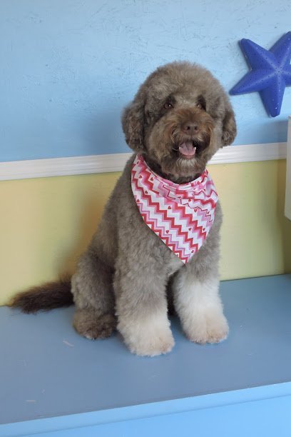 Dog day care in Tacoma Washington Clip N Clean Pet Salon 1