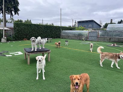 Dog day care in Tacoma Washington Dawg Tired Play Days 1