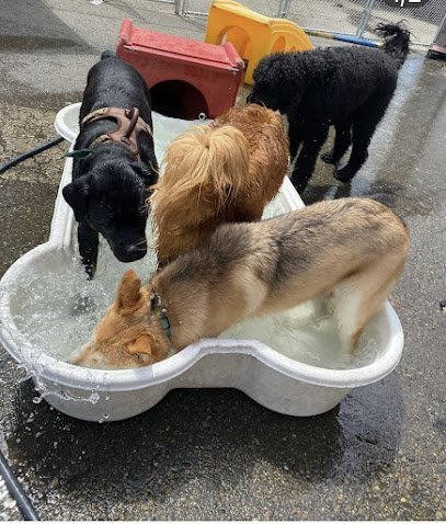 Dog day care in Tacoma Washington Happy Dog South Sound 1