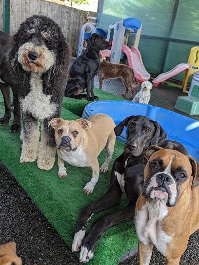 Dog day care in Tacoma Washington Lucky Dog Daycare 1