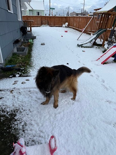 Dog day care in Tacoma Washington tacomadoglover 1