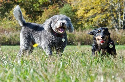 Dog day care in Tiverton Rhode Island Petscort Services 1